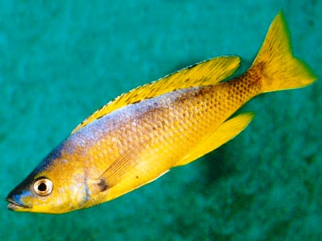 Cyprichromis leptosoma gold