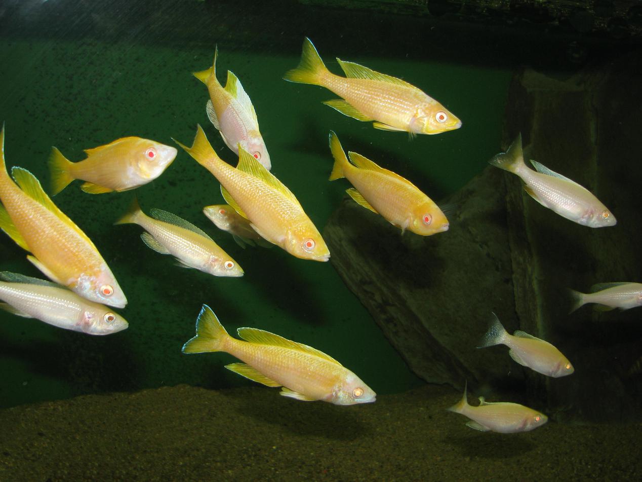 Cyprichromis leptosoma kitumba albin