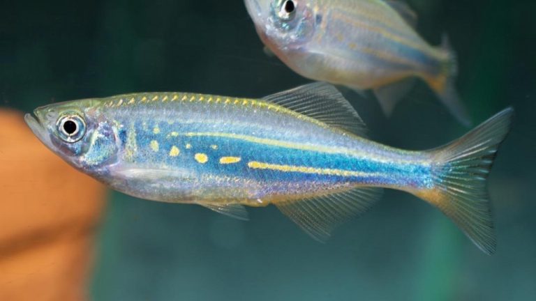 DANIO GIGANTE – 4-5cm