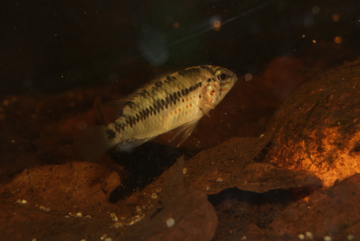 Apistogramma alacrina