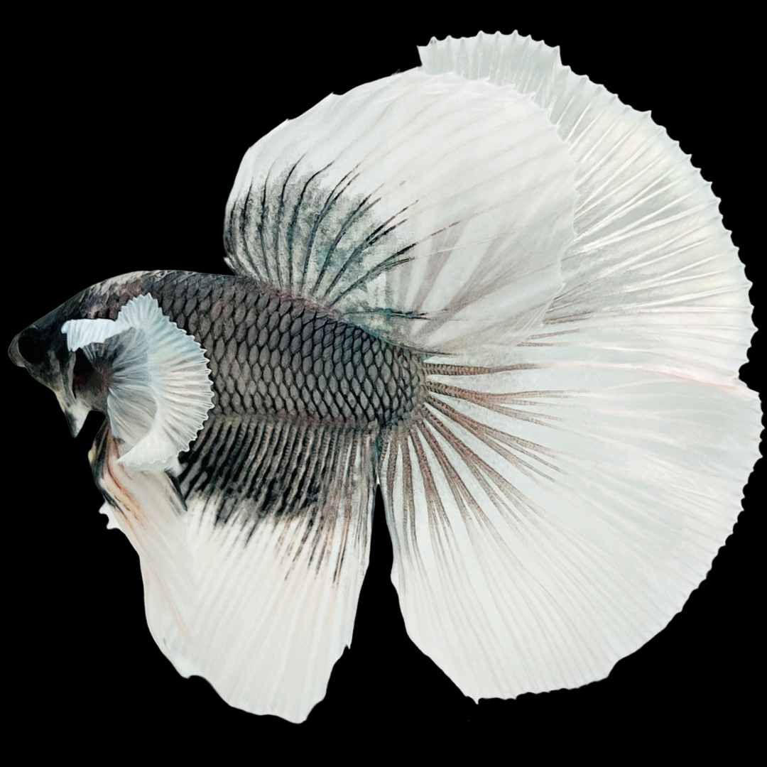Betta splendens Ear Halfmoon Dumbo Unsexed