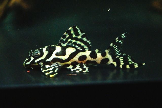 Hypancistrus seideli L236 "White/Black"