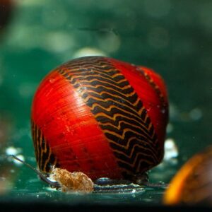 CARACOL PICASSO