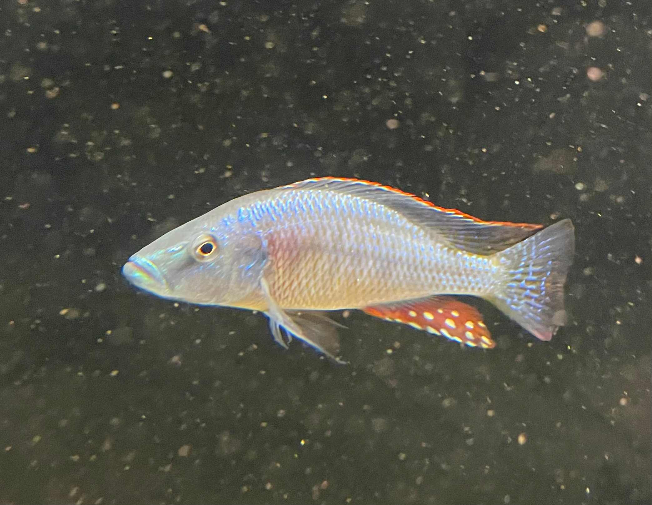 Dimidiochromis strigatus