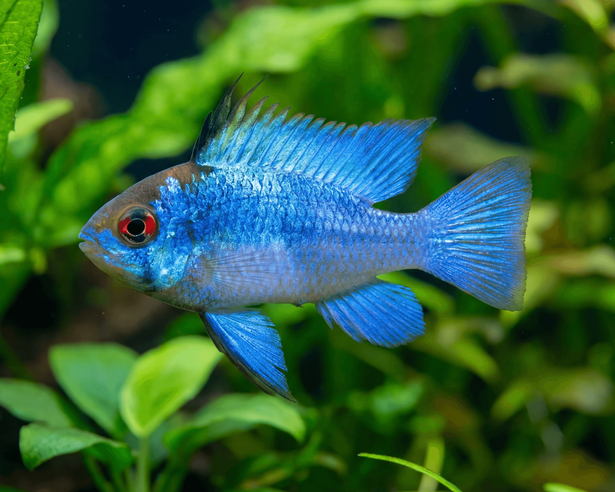 Mikrogeophagus ramirezi solid BLUE