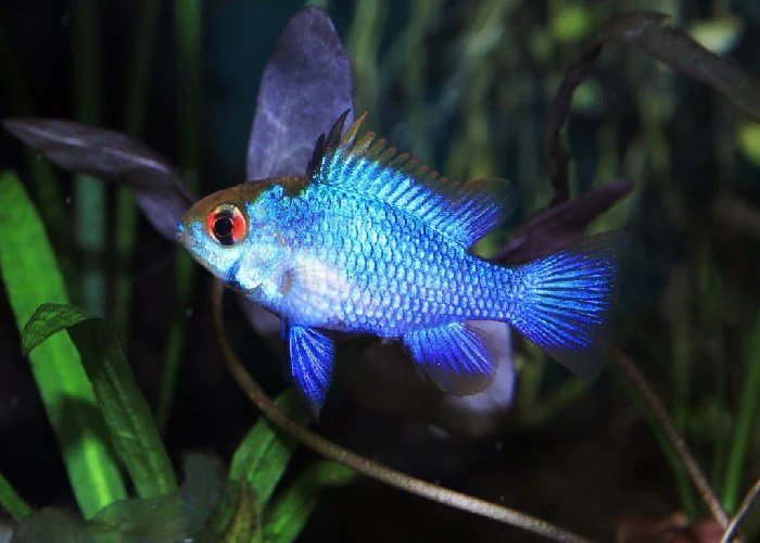 Mikrogeophagus ramirezi electric BLUE briliant