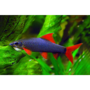LABEO ARCO IRIS