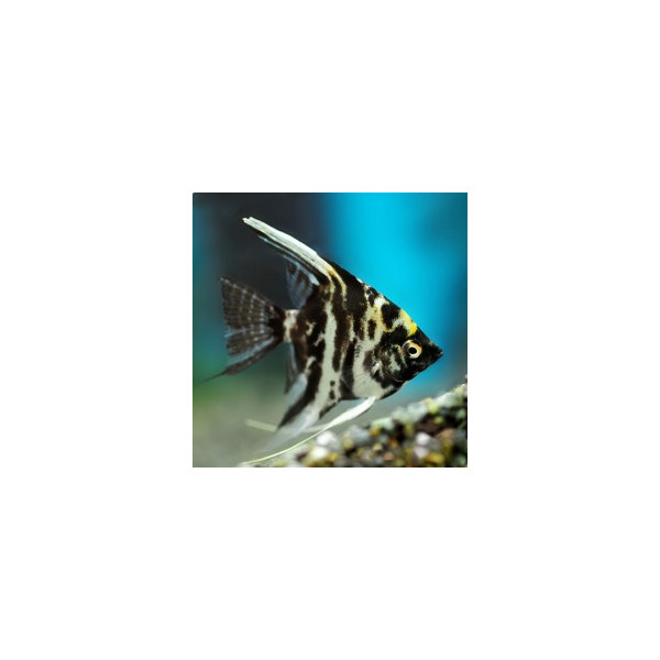 Pterophyllum scalare marble