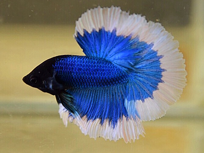 Betta splendens Blue White Halfmoon Male