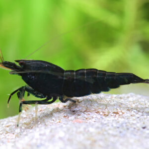Caridina sp. "Black King Kong Extreme" (Taiwan Bee)