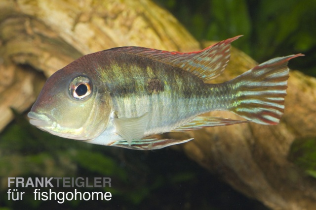 Geophagus surinamensis