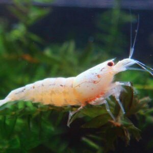 Caridina sp. "Golden Bee"