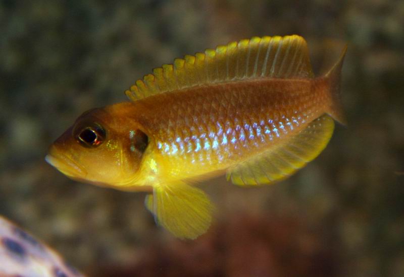 Lamprologus ocellatus gold