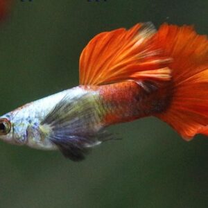 GUPPY DUMBO PLATINO RED