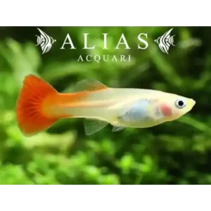 GUPPY TUXEDO BLOND KOI