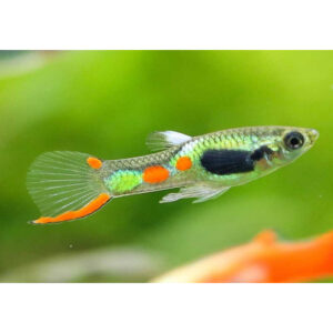 ENDLER KOLIBRÍ GREEN