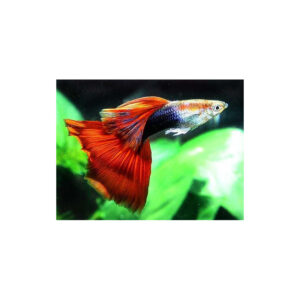 GUPPY RED NEON
