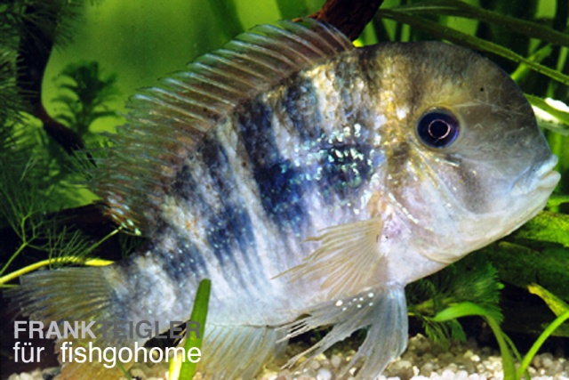 Gymnogeophagus balzanii