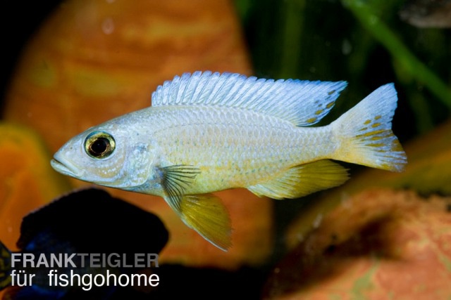 Haplochromis fryeri iceberg