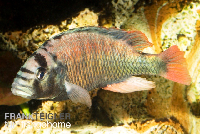 Haplochromis obliquidens
