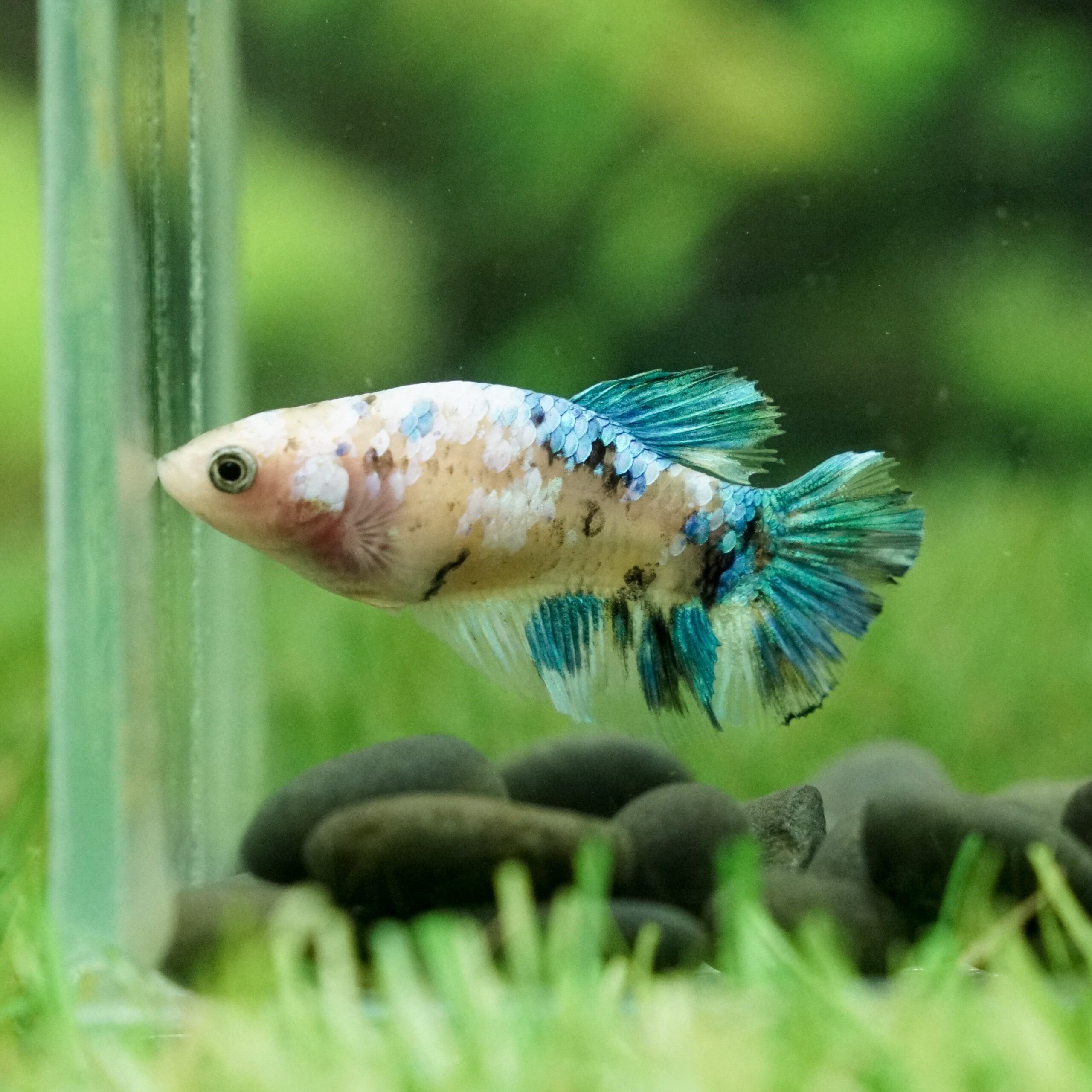 Betta splendens Galaxy Koi Plakat Female