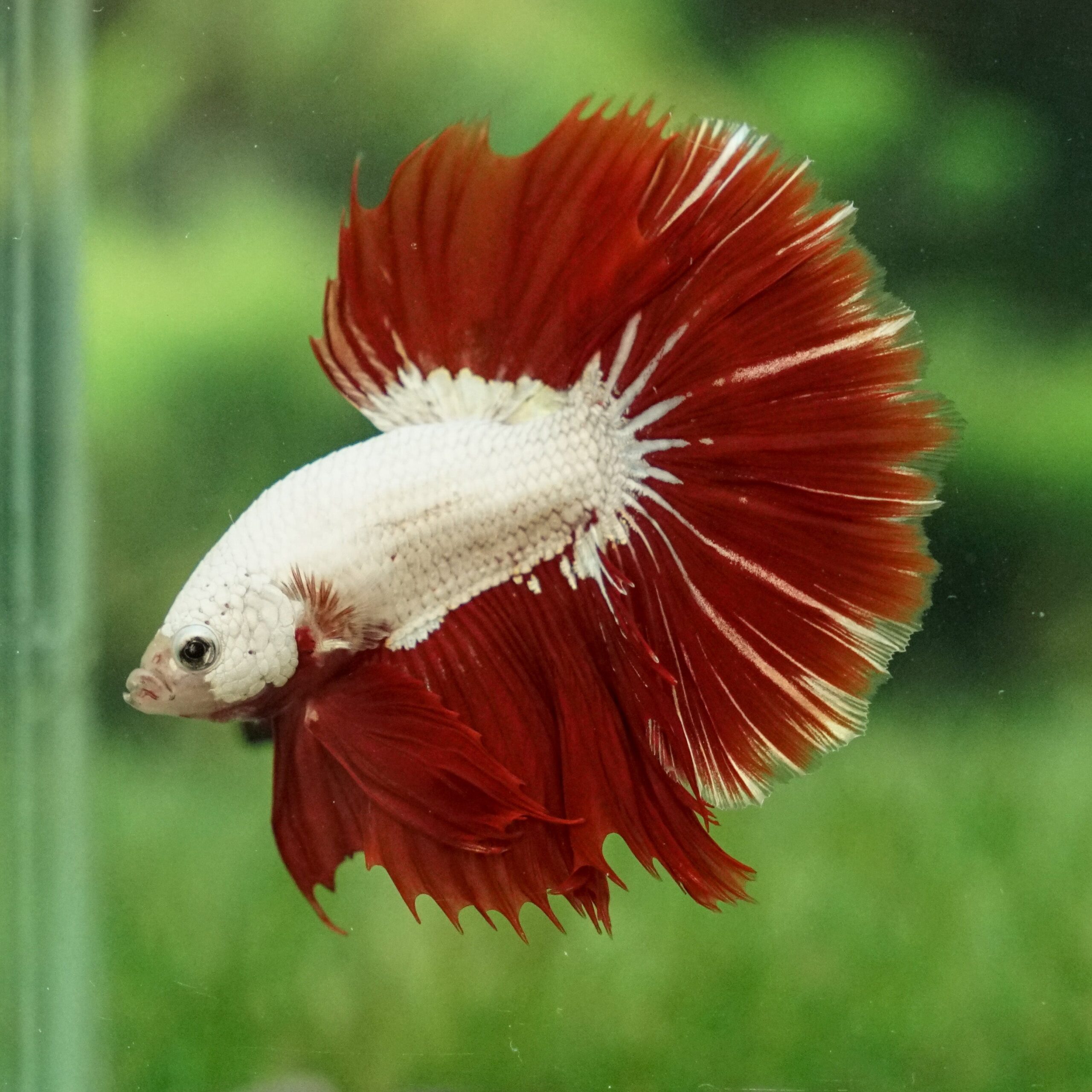 Betta splendens Red White Halfmoon Male