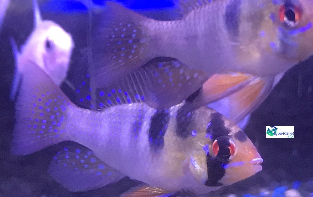 Mikrogeophagus ramirezi asiat form