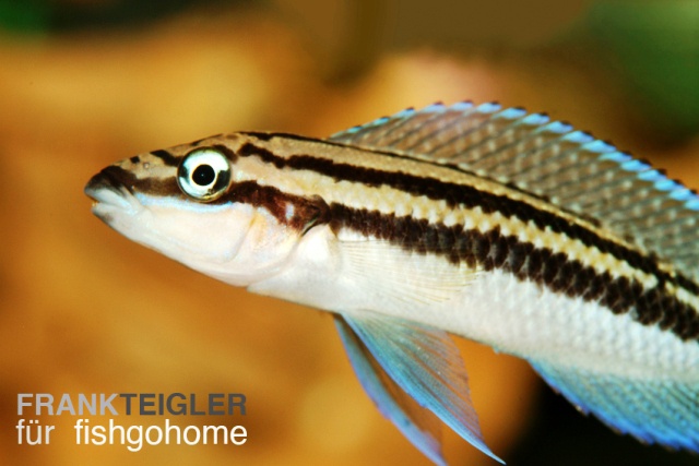 Julidochromis dickfeldi