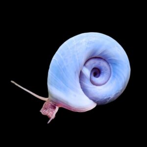 CARACOL PLANORBIS AZUL