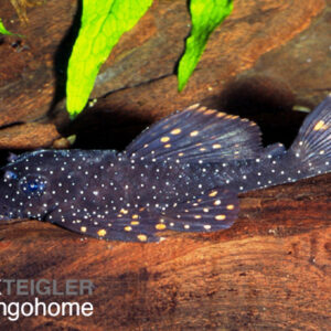 Ancistrus hoplogenys L059 "Yellow Spot"