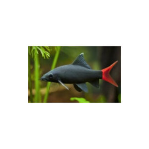 LABEO BICOLOR