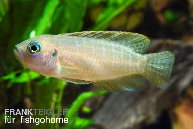 Lamprologus brevis