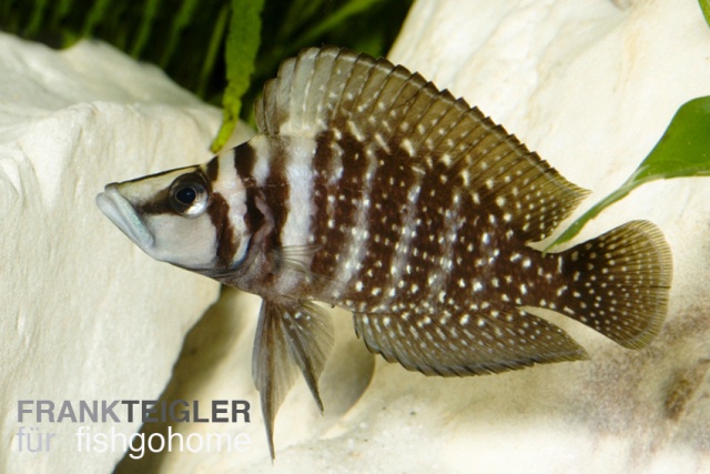 Lamprologus calvus