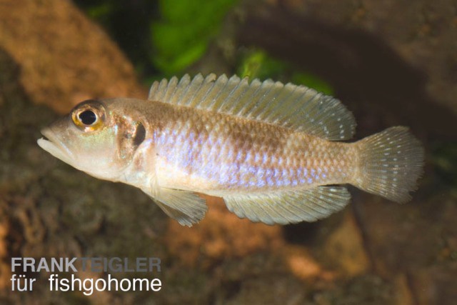 Lamprologus ocellatus