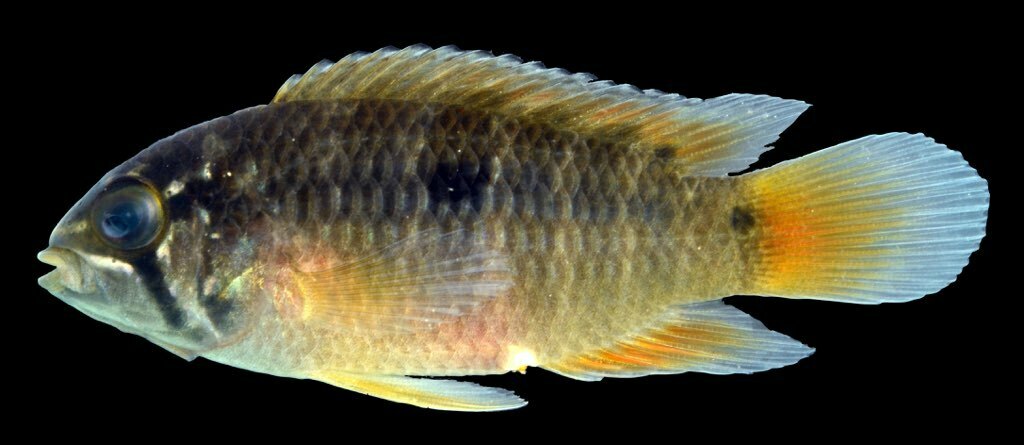 Ivanacara bimaculata