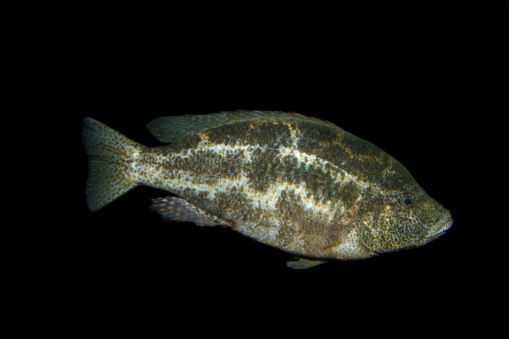 Nimbochromis polystigma