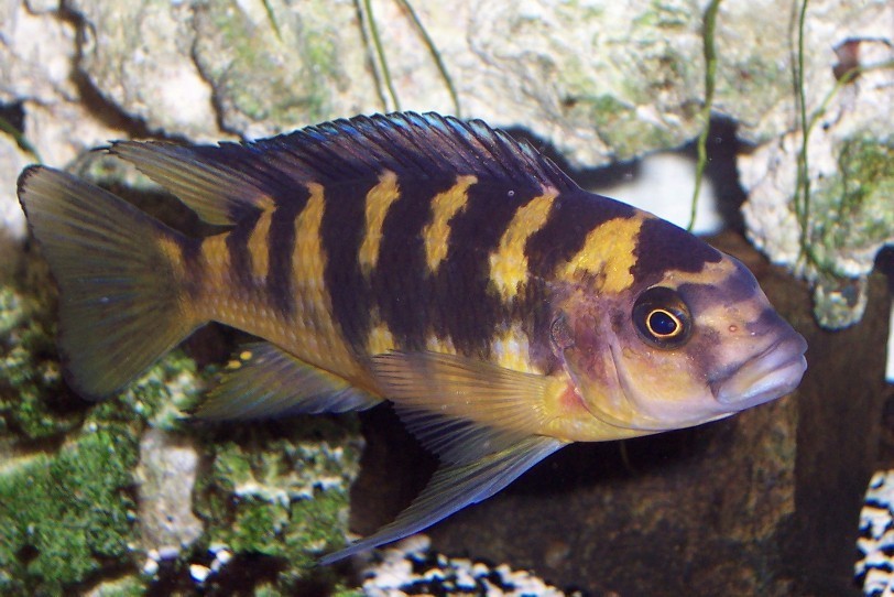 Pseudotropheus crabro gold