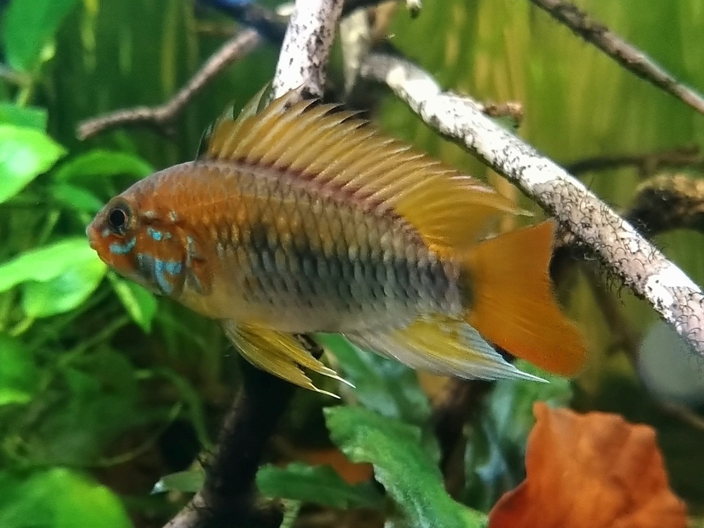 Apistogramma macmasteri guaytiguia colombia