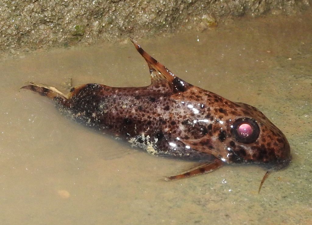 Synodontis nigriventris