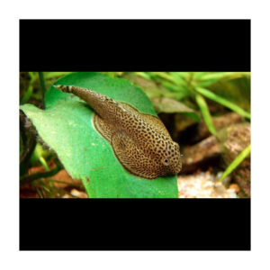 LOCHA VENTOSA DE BORNEO