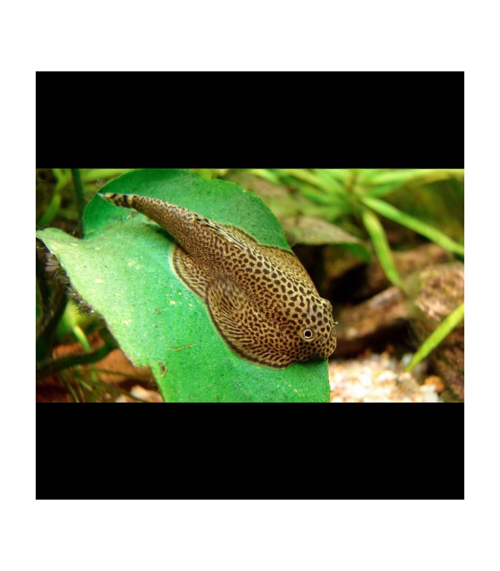 LOCHA VENTOSA DE BORNEO – 3-4cm