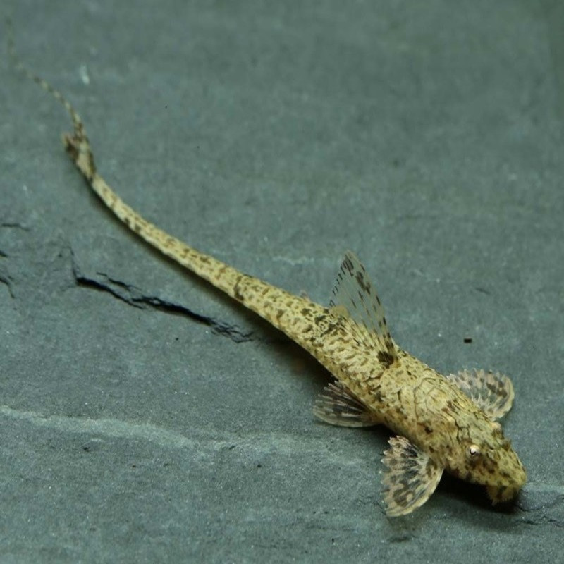 Loricaria filamentosa