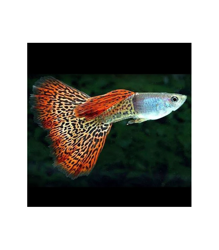 GUPPY MACHO BRILLIANT LEOPARD TAIL – 2,5-3cm