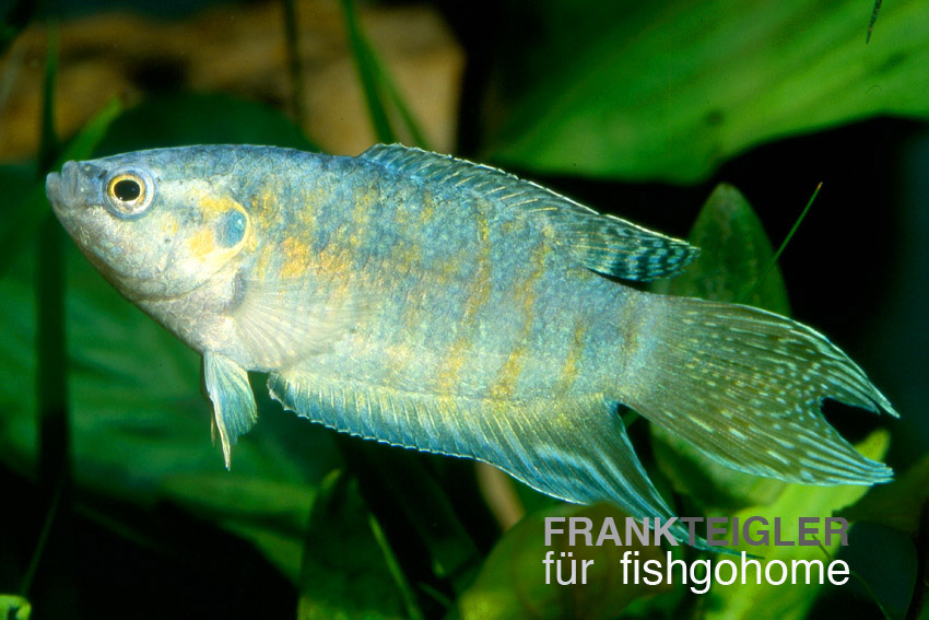 Macropodus opercularis Blue