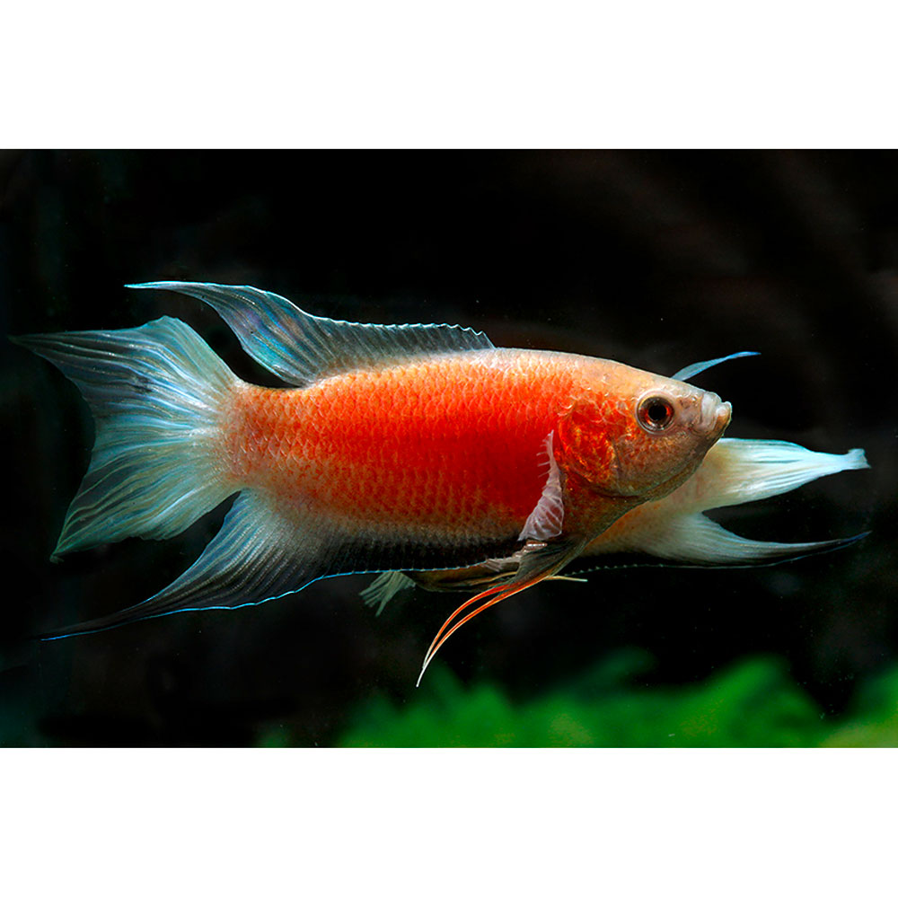 Macropodus opercularis Super Red