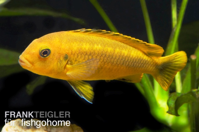 Pseudotropheus interruptus