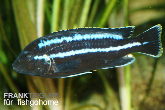 Pseudotropheus johannii