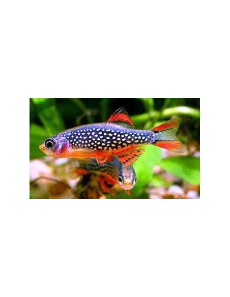 RASBORA GALAXY – 1-2cm