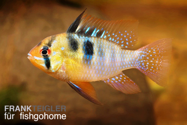 Mikrogeophagus ramirezi Asia