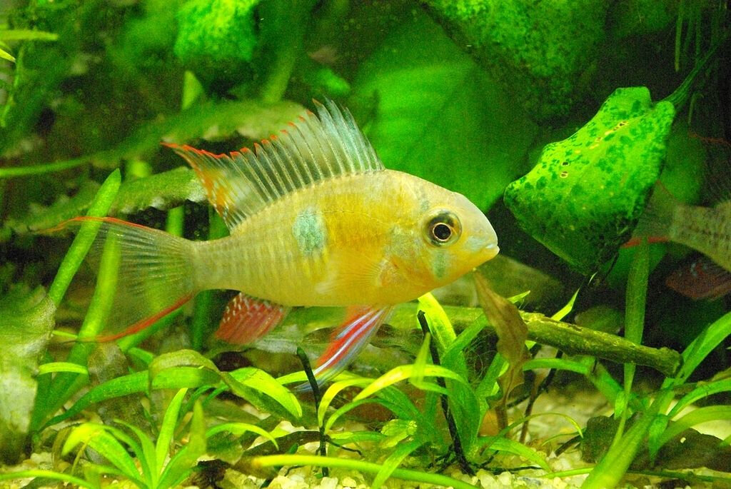 Mikrogeophagus altispinosus